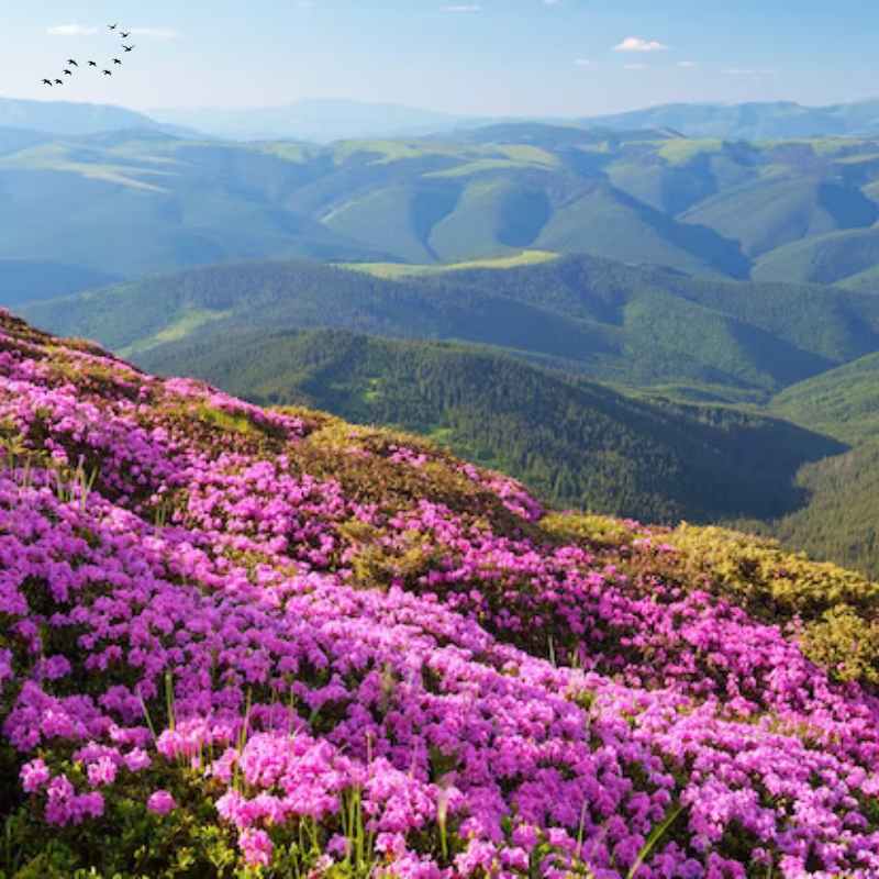 Beginner Friendly Treks: Valley of Flowers Trek