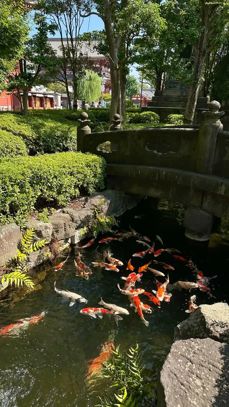 Japan Special Tour Package 3 Nights 4 Days